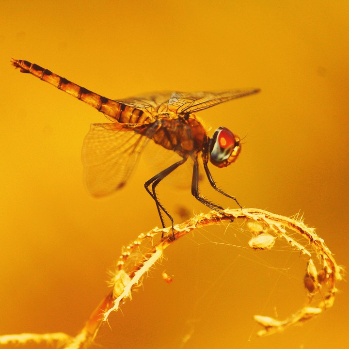dragonfly on a paddyfield