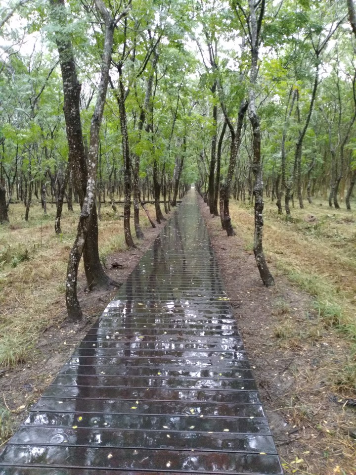 The pathway in woods after raining
