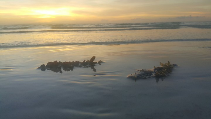 Sea weeds