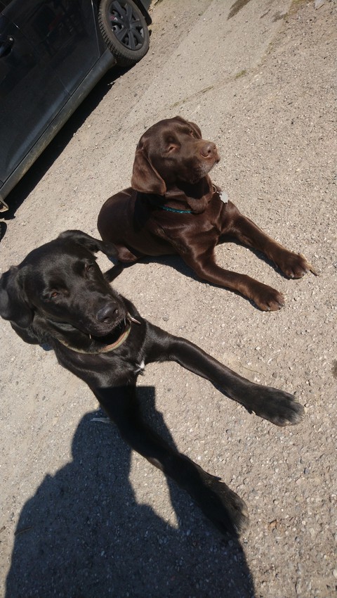 Hunde