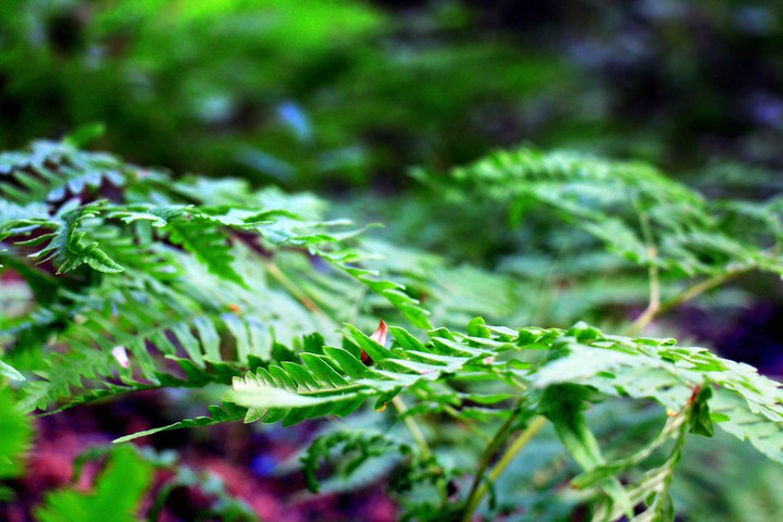 green