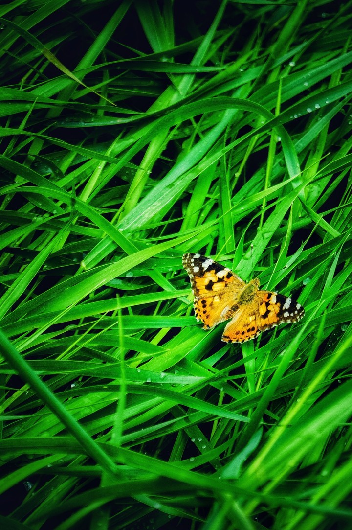 Butterfly