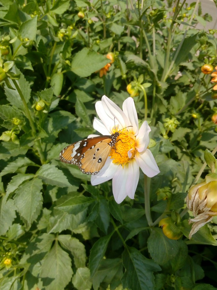 butterfly on flower