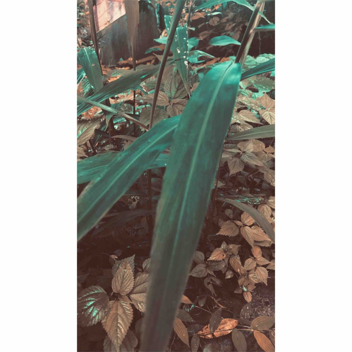 Grass