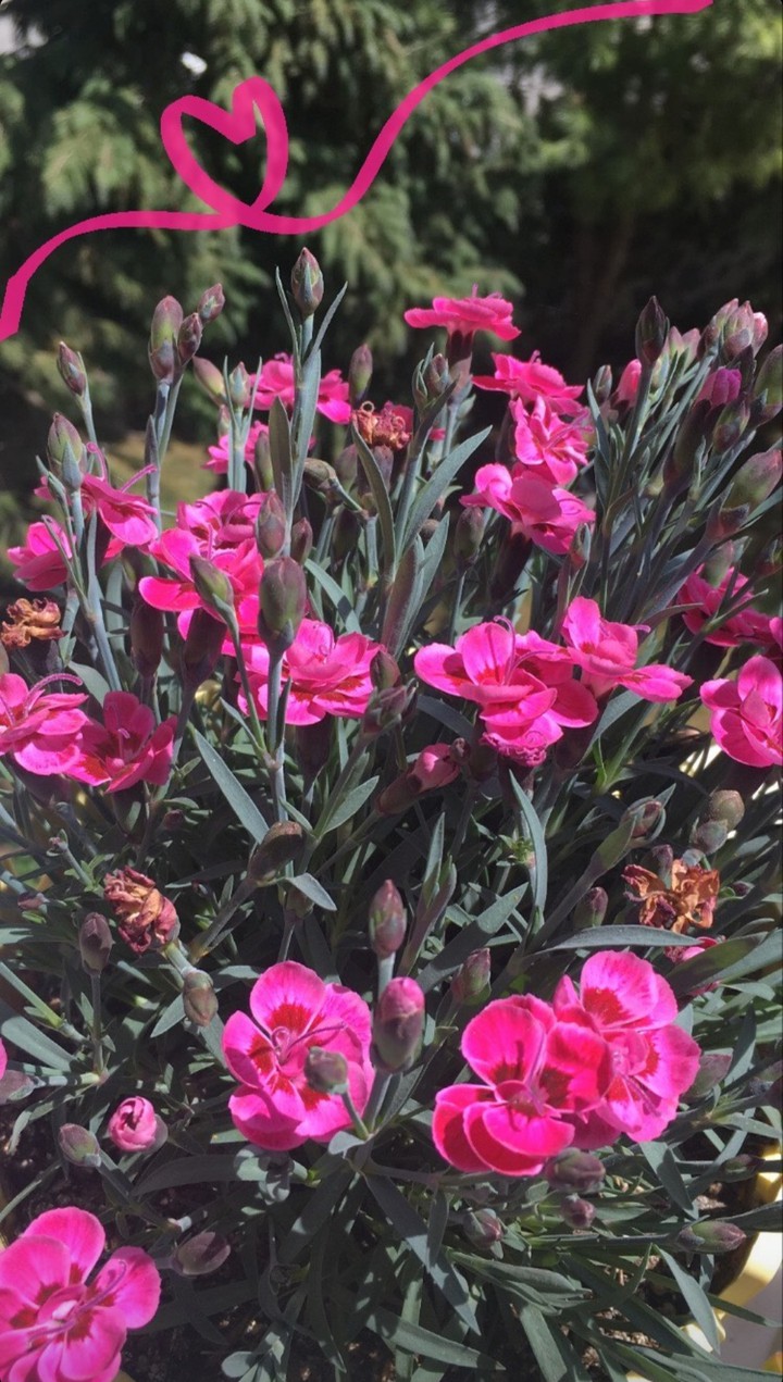 carnations