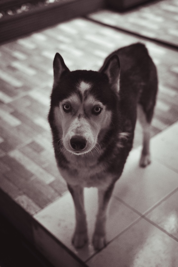 Husky