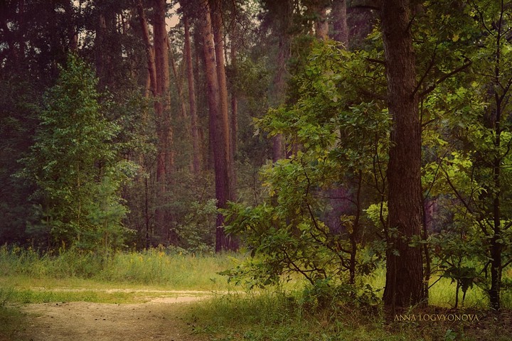 forest