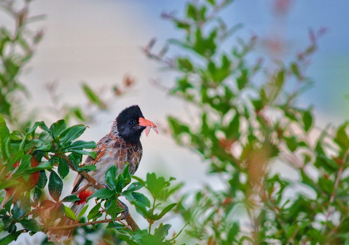 Bird