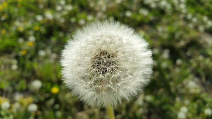 Dandelion