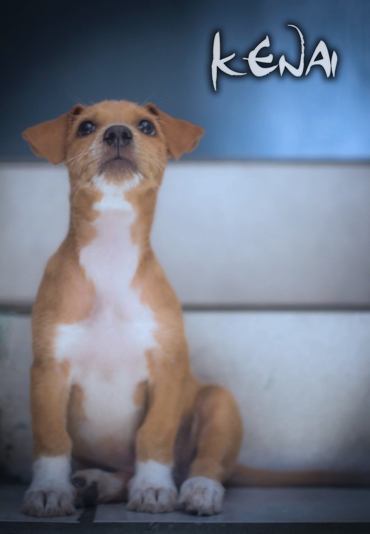 perrita mascotas kenay