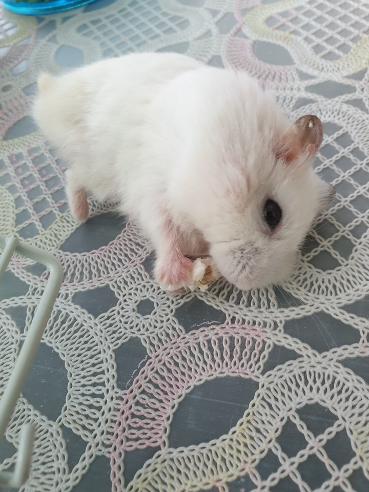 Eating and lying down at the same time, lazy bum