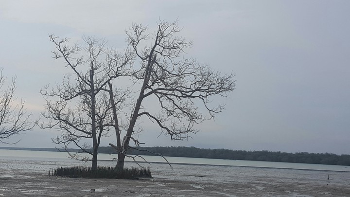 dead tree