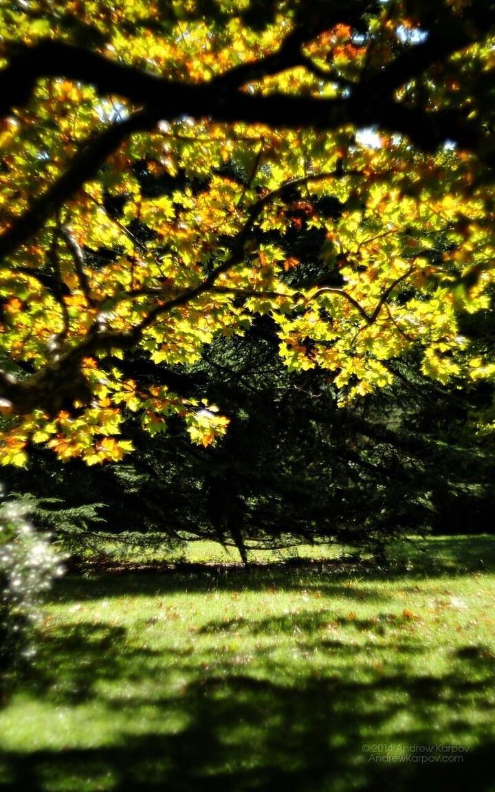 tree