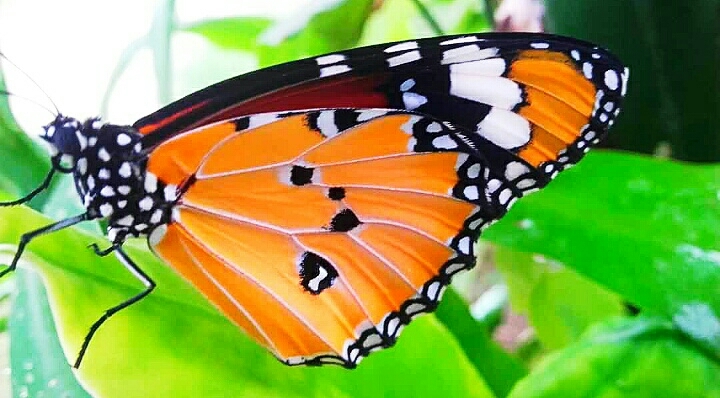 butterfly pic