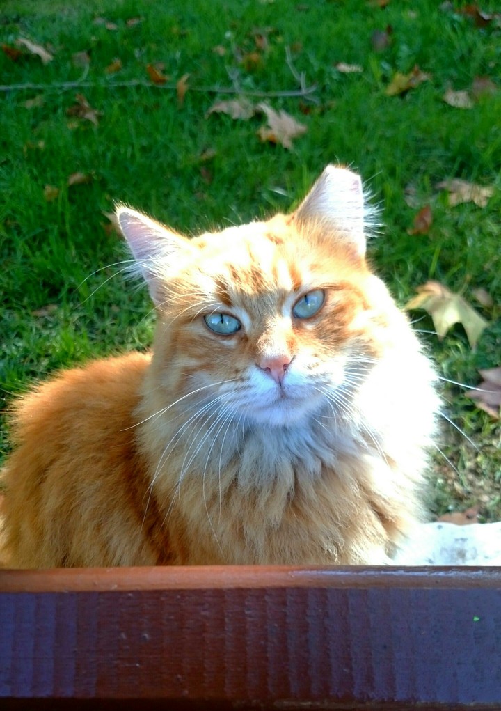 7 LIVES/7 PICS!
