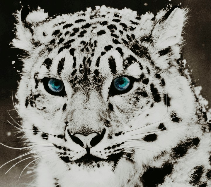 well its is a pic of a tiger...