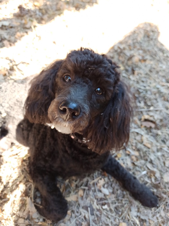dog