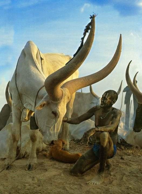 רקעים triceratops, cloud