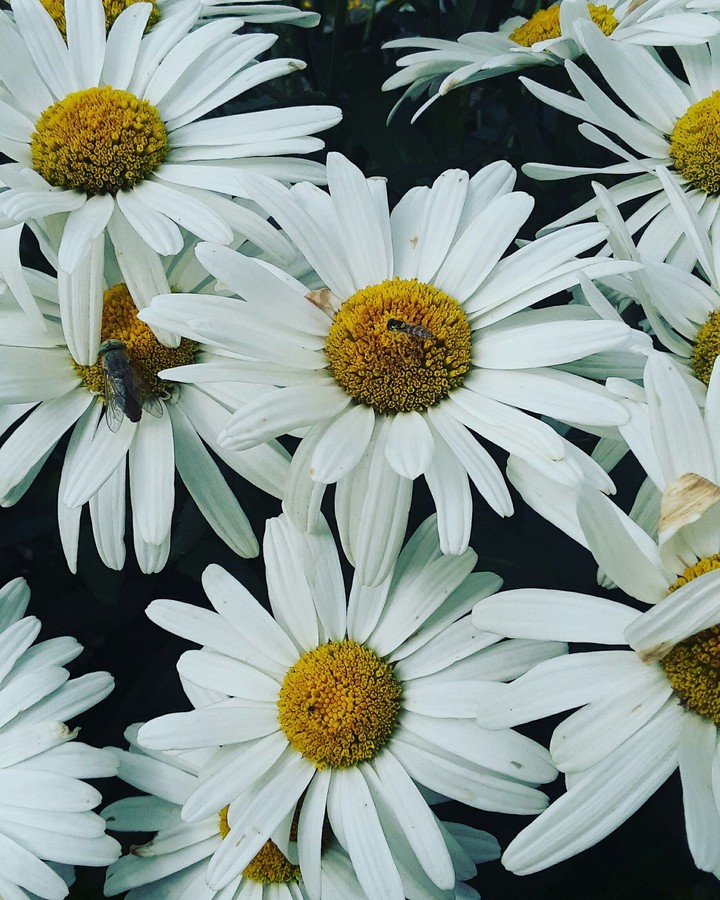 flowers