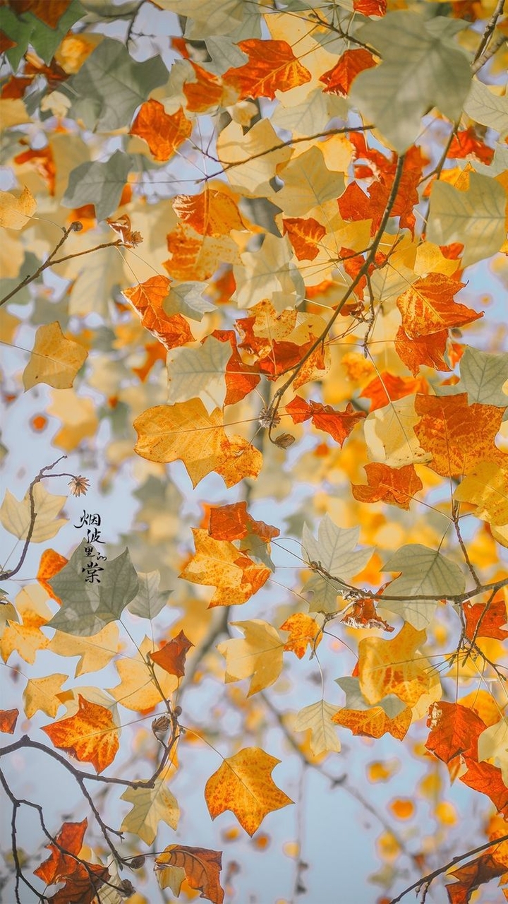 twig, Autumn Hintergrundbilder