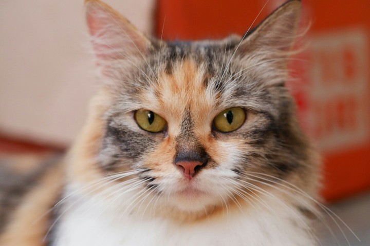 my name is boneng from west java,  indonesia