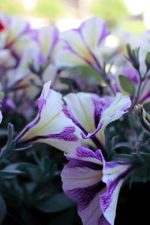 ταπετσαρίες petal, photos