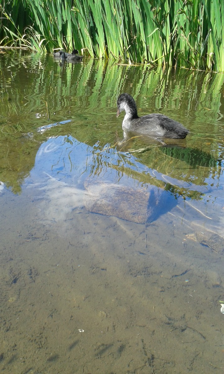 Duck