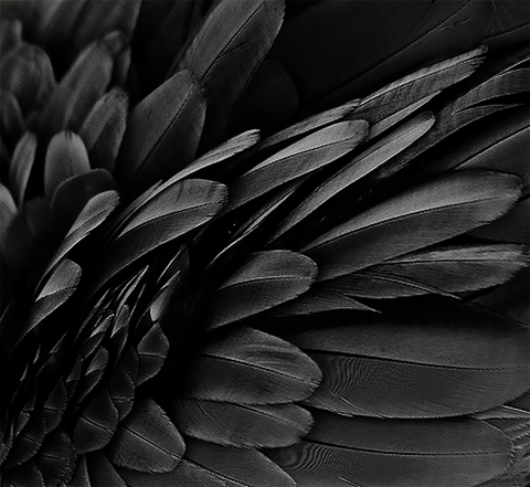 plume
