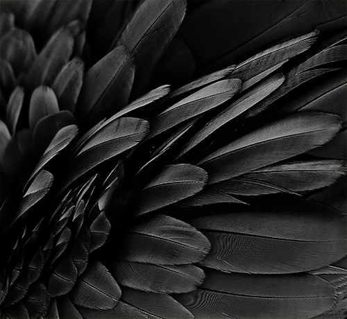 plume
