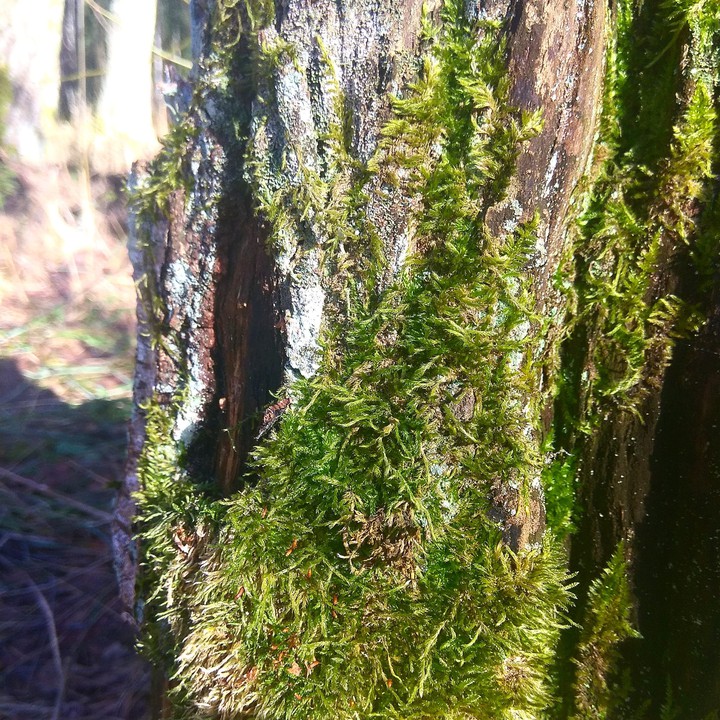 Moss