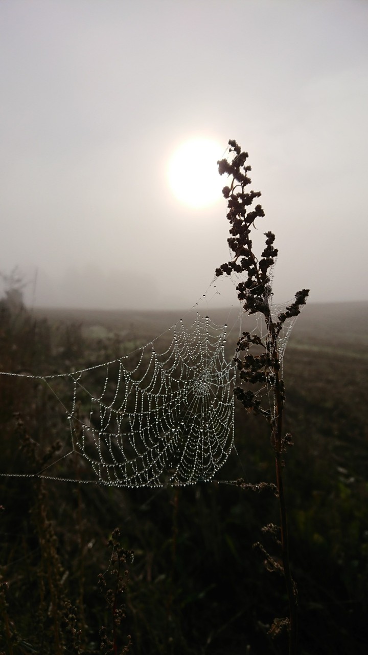 Spider_web❤️❤️