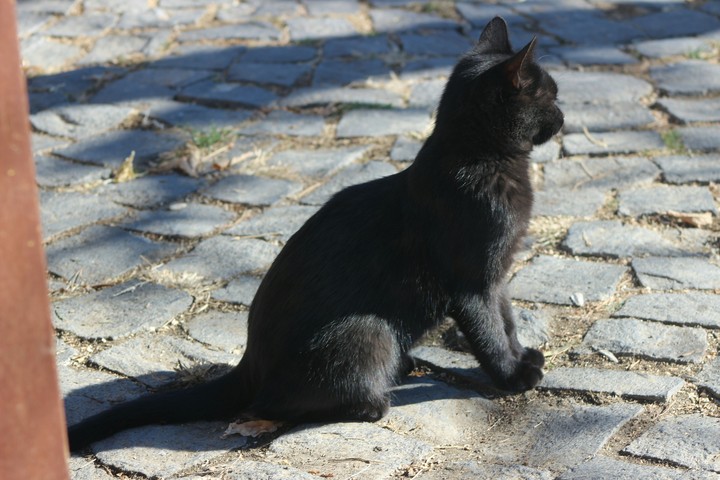 cat