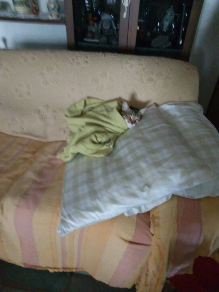 miaooo