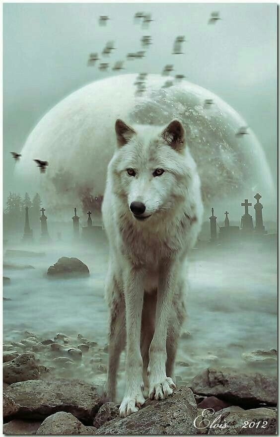 Wolf