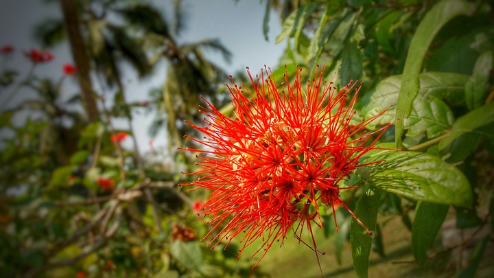 flower
