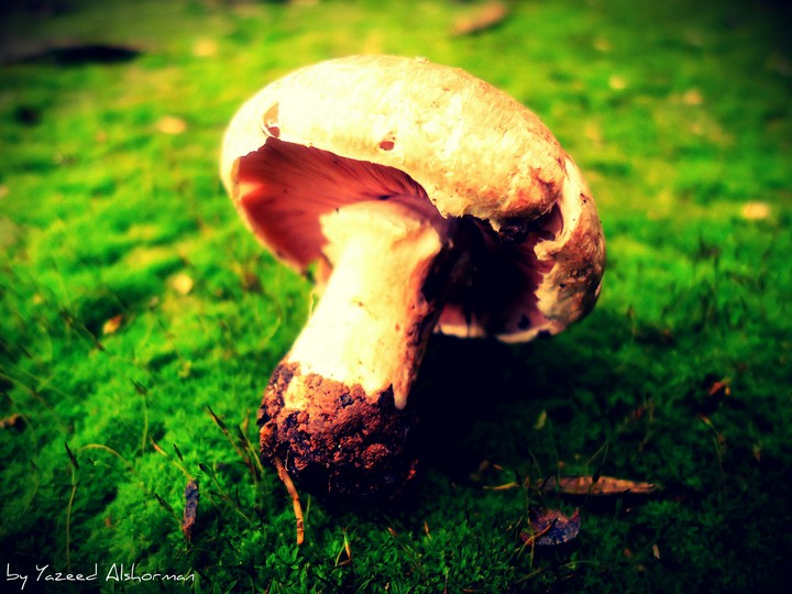 mushroom