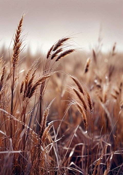 sfondi wheat, Cereal