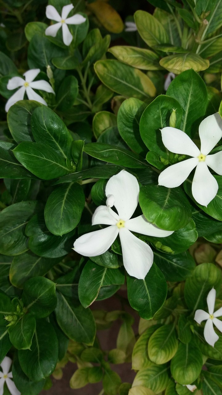 flowers