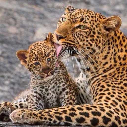 Leopard