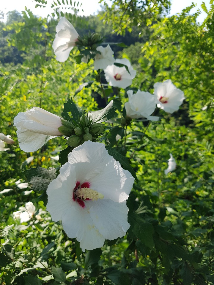 백 무궁화꽃