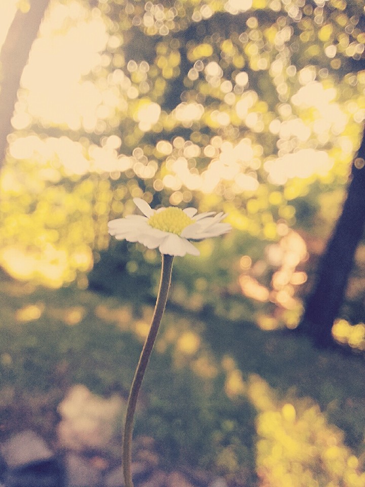 daisy