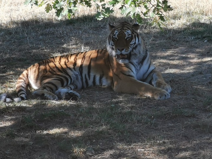 la dure vie d'un gros chat