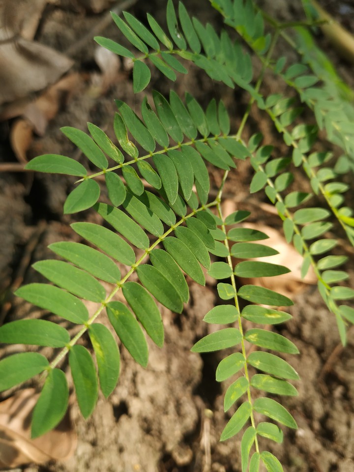 leaf