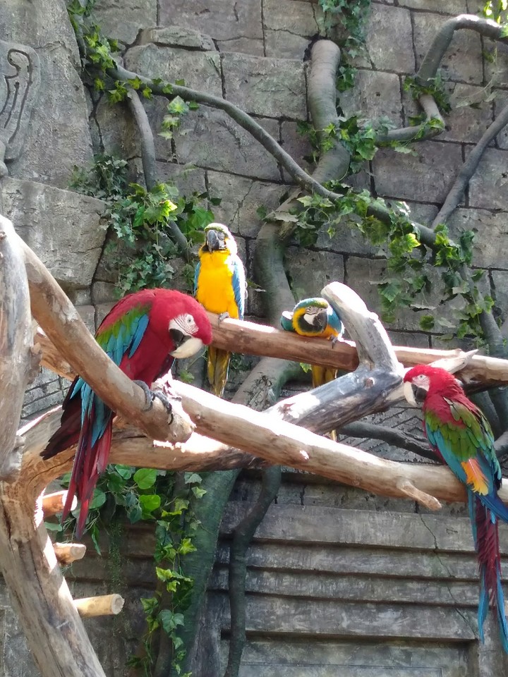 birds