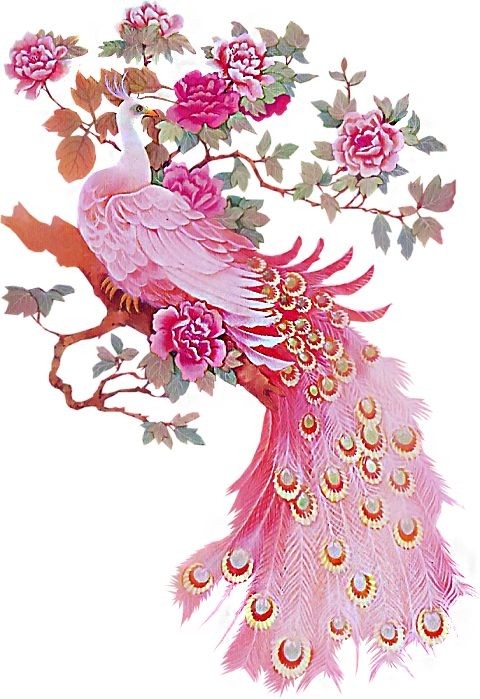 peacock