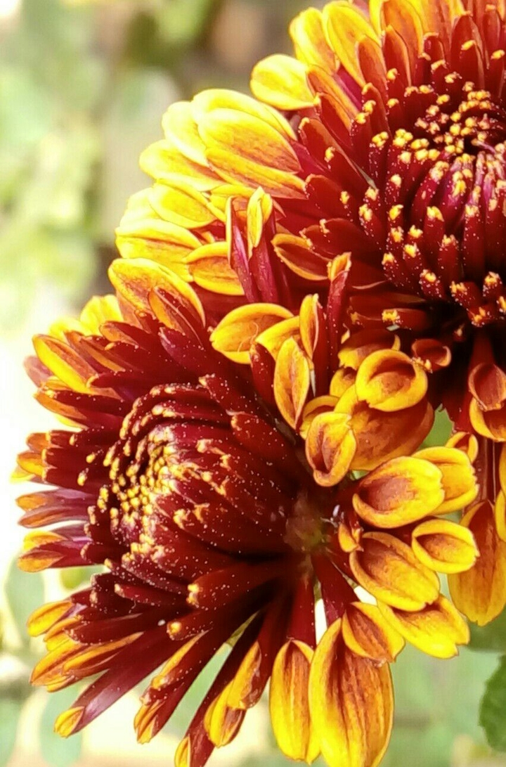 Red Flower