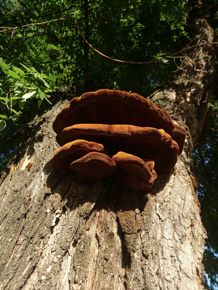 tree mushroom nature