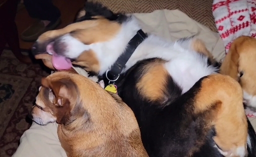 puppy love