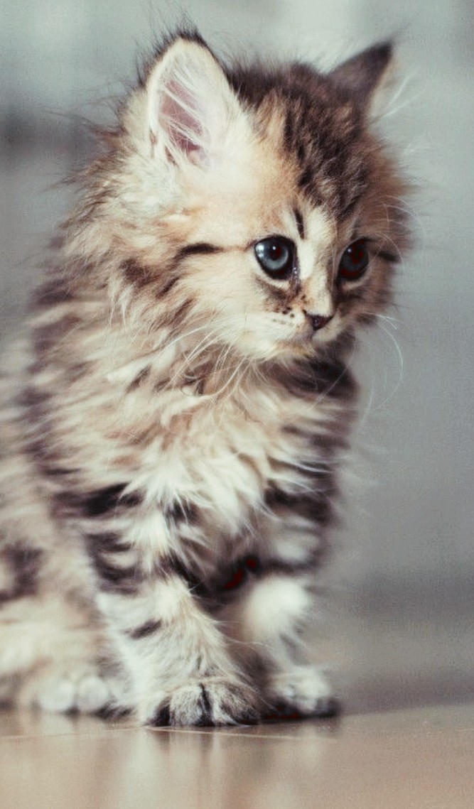A Cute little Kitten