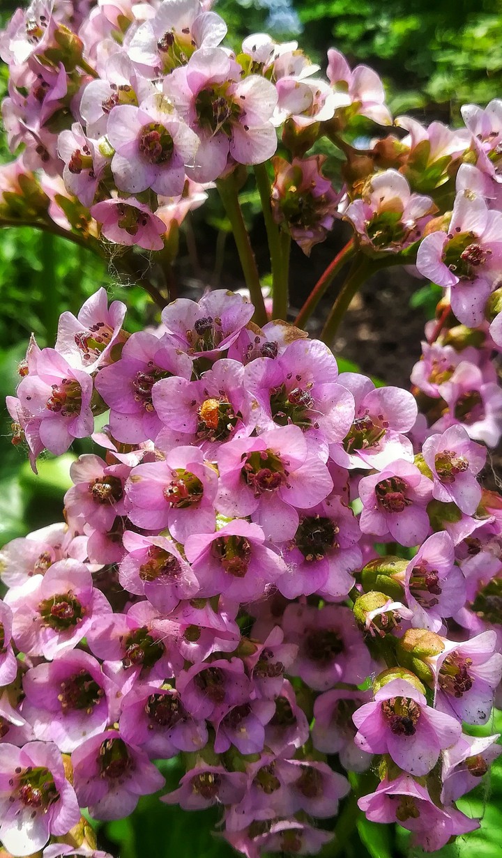 flowers